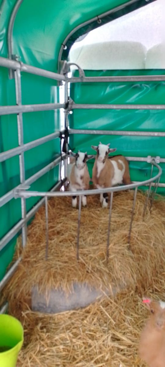 Abgetrennte Ecke für die frischen Zicklein