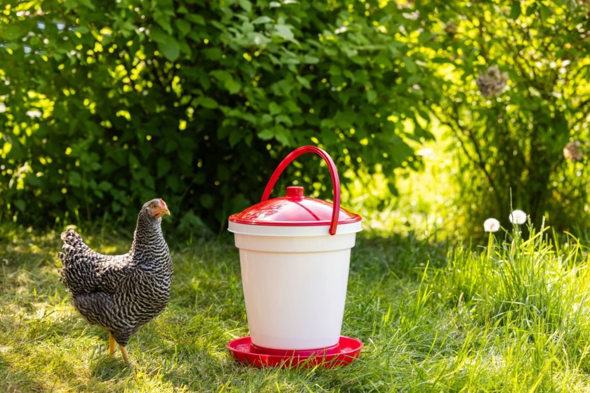 Geflügeltränkeeimer Anwendung mit Huhn