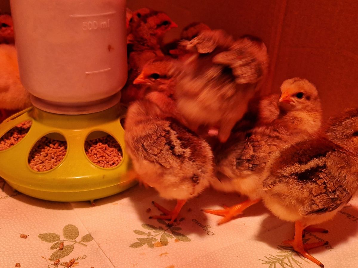 Wasser- und Futter-Spender für Küken