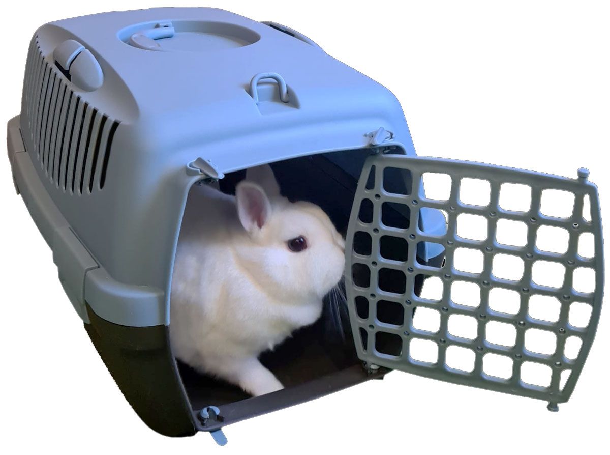 Transportbox mit Kaninchen