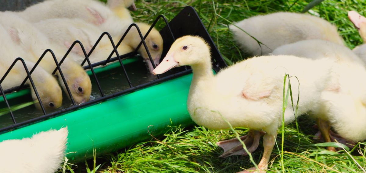Enten an der Tränke, frisches und sauberes Wasser ist wichtig für eine erfolgreiche Aufzucht
