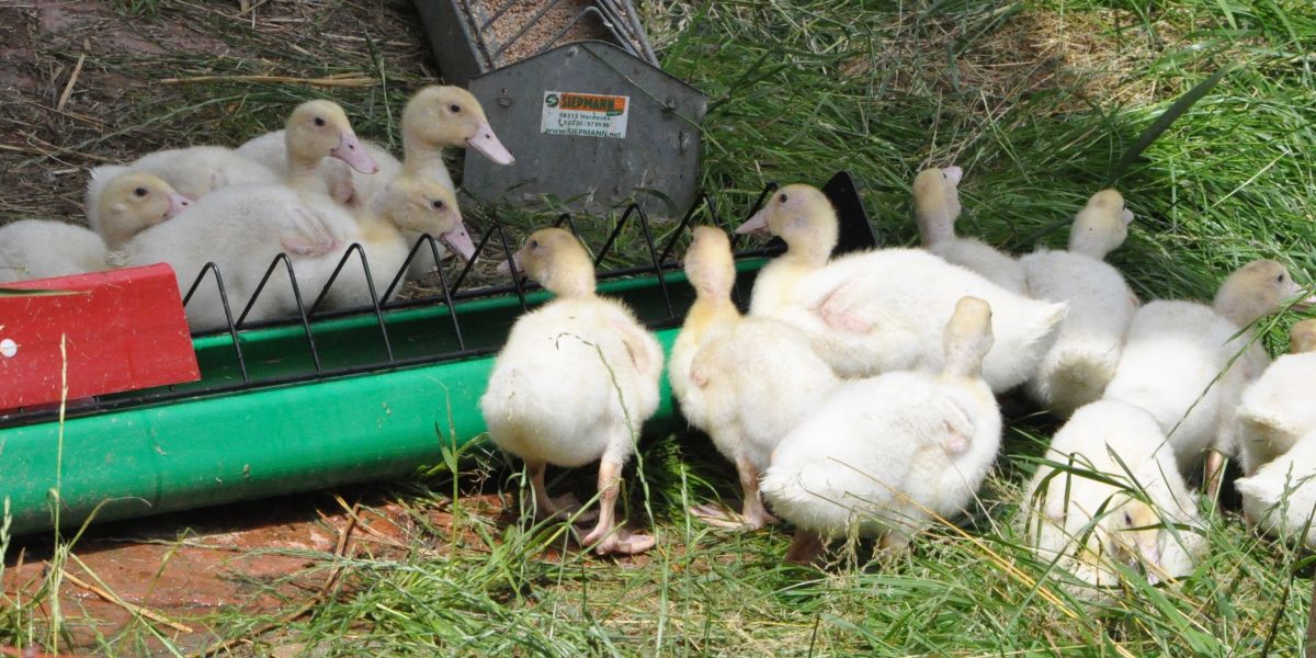 ca. 6 Wochen alte Mularden-Enten in der Weidehaltung