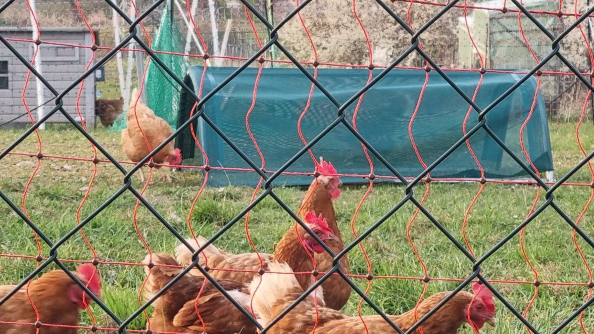 Hühnertunnel Unterschlupf 140x90cm