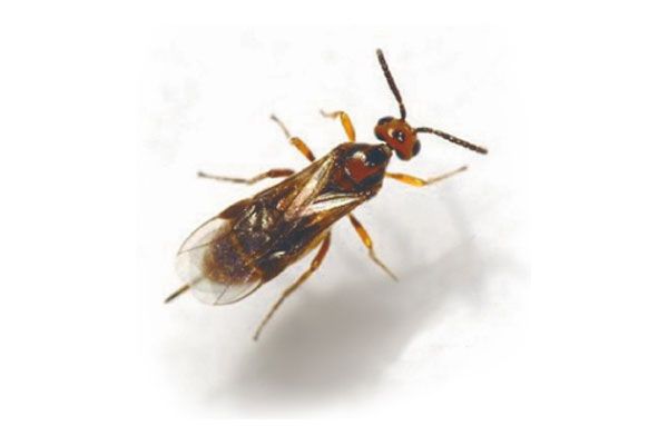 Mehlmottenschlupfwespe