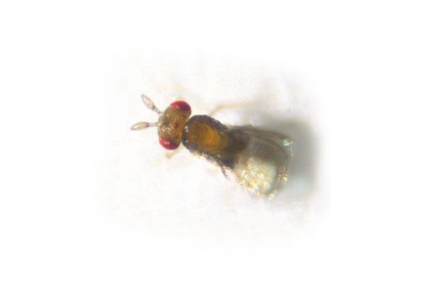 Schlupfwespe Trichogramma