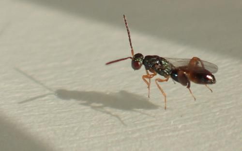 Schlupfwespen zur Fliegenbekämpfung sind nur 2-3mm groß