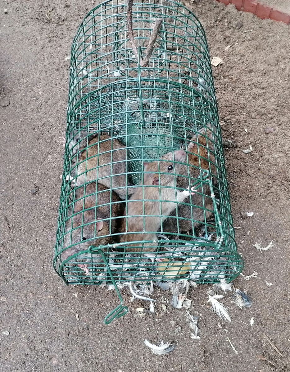 Ratten-Massenfänger Alive MultiRat