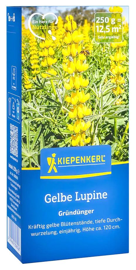 Gelbe Lupine