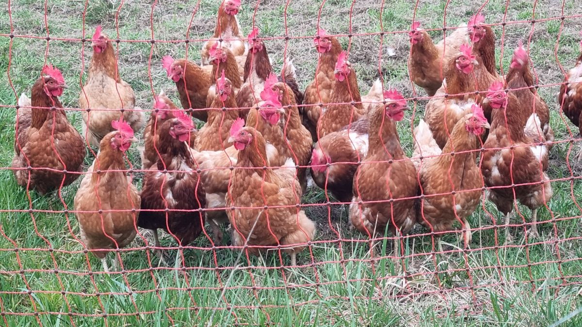 Idealer Schutz für Geflügel - Unser Euro Netz Geflügel 170 / 2 Jumbo