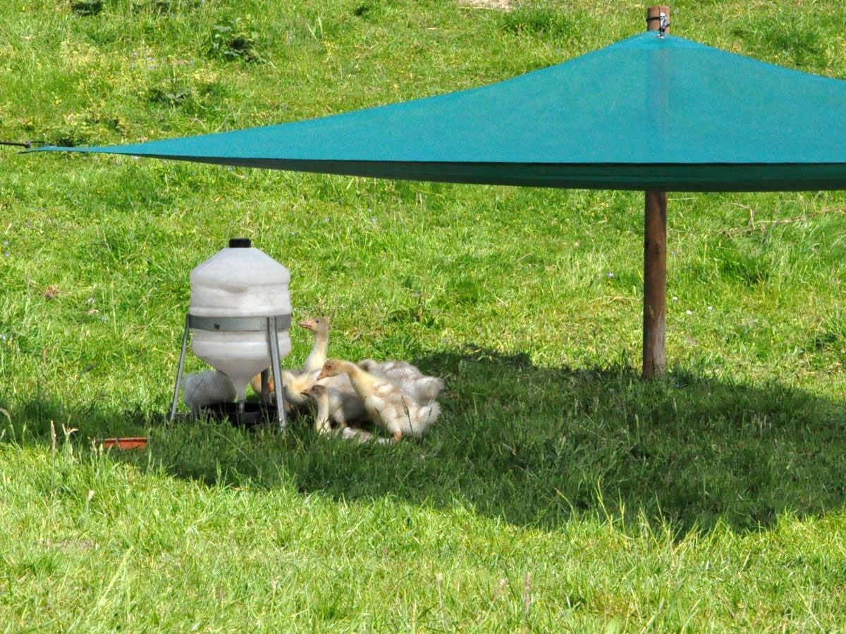 Bild 2 - Sonnensegel 3 x 3 Meter als Schutz für Gänseküken