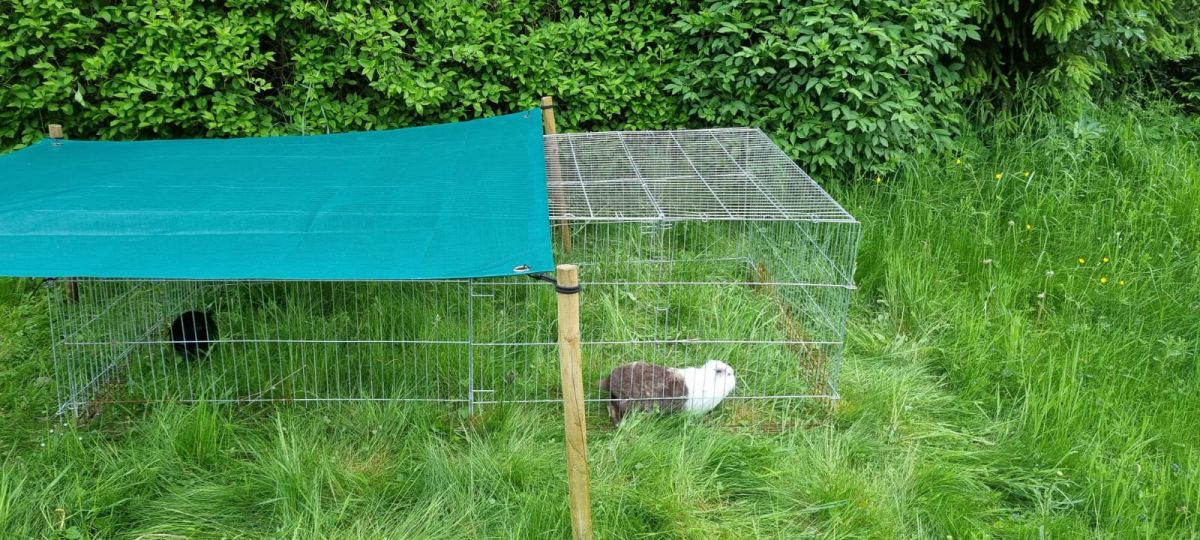 Sonnensegel 2x2 m als Schattenspender unter Freilauf für Meerschweinchen und Kaninchen
