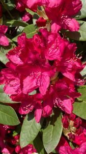 rhododendronerde-plantaflor.jpg