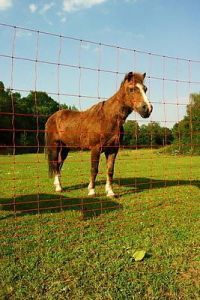 Mustang Euronetz Pferd Spezial Pferdenetz Weidezaun  1,45m hoch   50m lang 