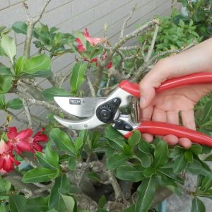 bypass-gartenschere-21-5-cm-siena-1.jpg