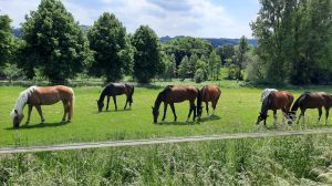 dsv-country-horse-nachsaat-pferdegreen-2118.jpg
