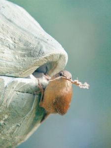 zaunkoenigkugel-efeu--4.jpg