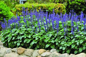 Salbeisaatgut Salvia Big Blue