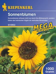 Sonnenblume Peredovick