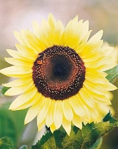 sonnenblume-peredovick-1-kg.jpg