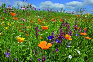 Reine Wildblumen-Mischung 