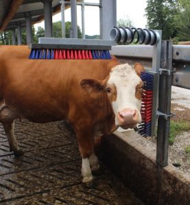 kratzbuerste-sima-farm.jpg