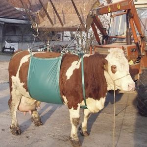 Kuhhebevorrichtung