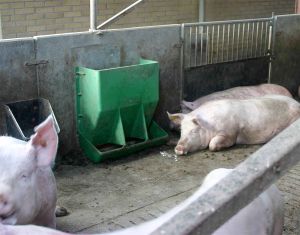 ferkelfutterautomat-1.jpg