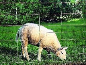 Schafnetz 50m 90cm 2 Spitzen Euro Kombi-Netz senkrechte Streben Schafe 