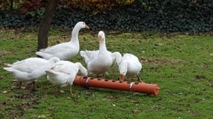 Geflügeltränke  100 cm