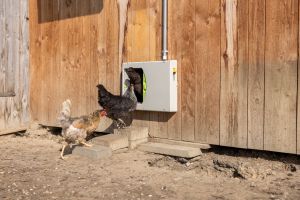 smartcoop-huehnertuer-von-kerbl-5.jpg