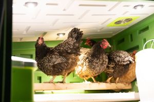mobile-coop-kunststoff-von-kerbl-9.jpg