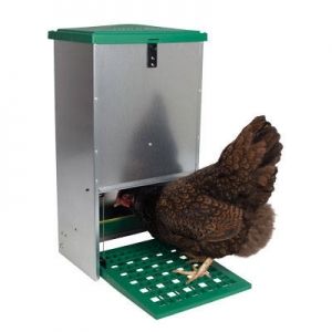 Hühnerfutterautomat mit Trittklappe
