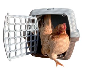 transportbox-1.jpg