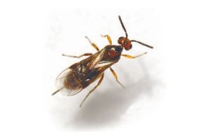 Mehlmottenschlupfwespe