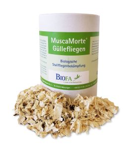Güllefliege