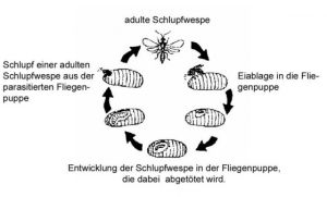 schlupfwespe-3.jpg
