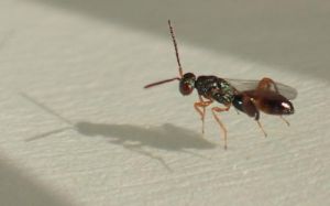 Schlupfwespe