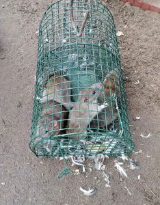 ratten-massenfaenger-alive-multirat.jpg