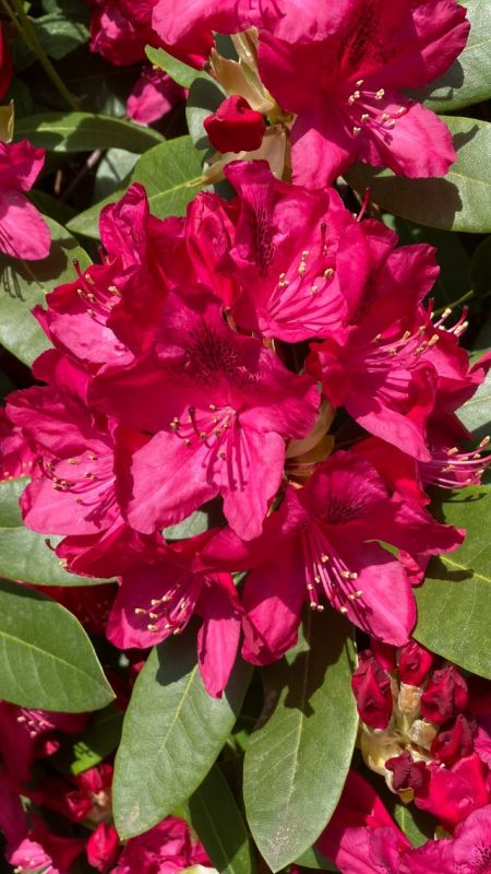 Rhododendronblüte