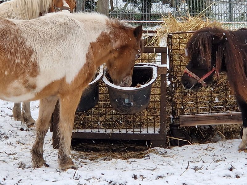 Anwendungsbild mit Pferd. Zum Raufutter wird Kraftfutter angeboten