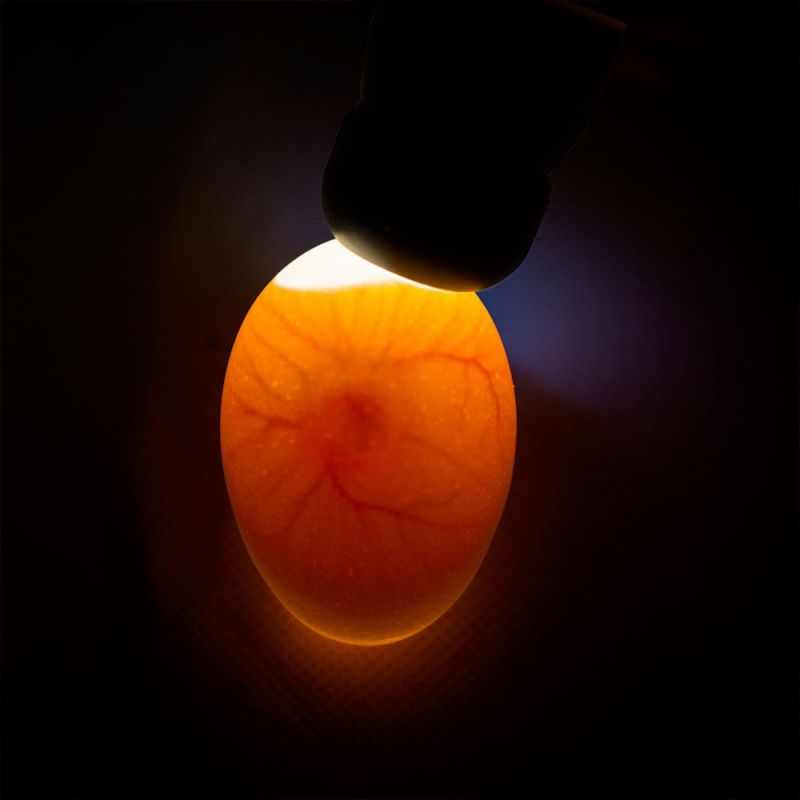 LED-Schierlampe mit befruchtetem Ei