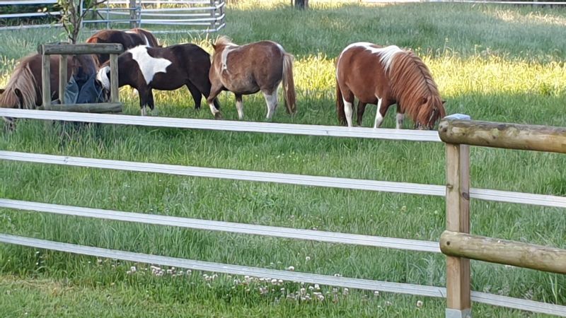 Shetlandponys auf der mit Breitbandlitze Taurus eingezäunten Weide