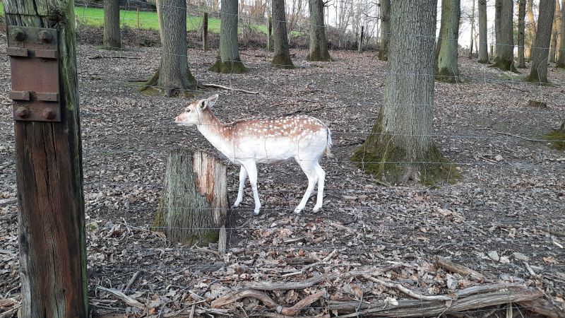 Damwild hinter Wildgatter-Einzäunung