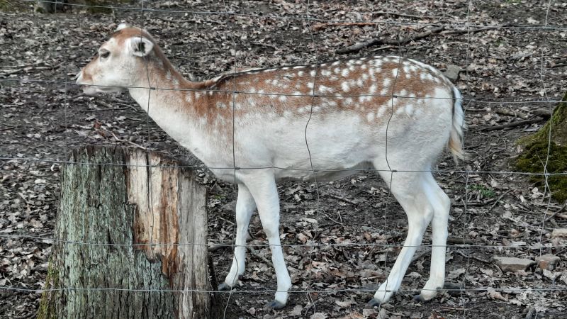 Damwild hinter Wildgatter-Einzäunung (detailierter)