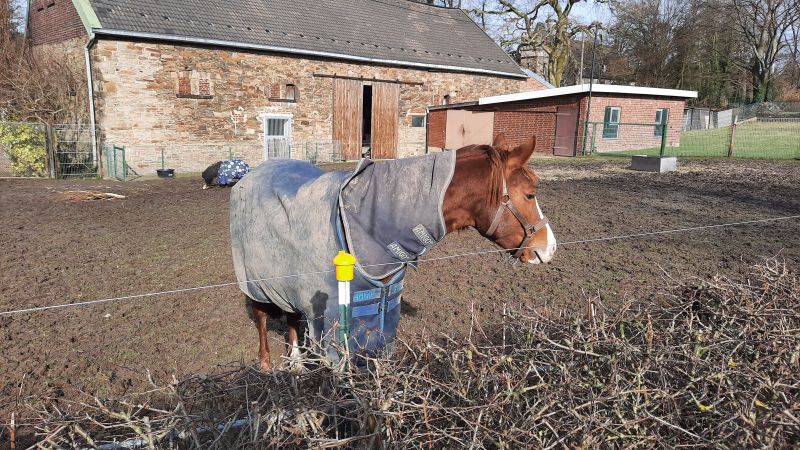 Drahtlitze mit T-Post Kopfiosolator an Pferdekoppel