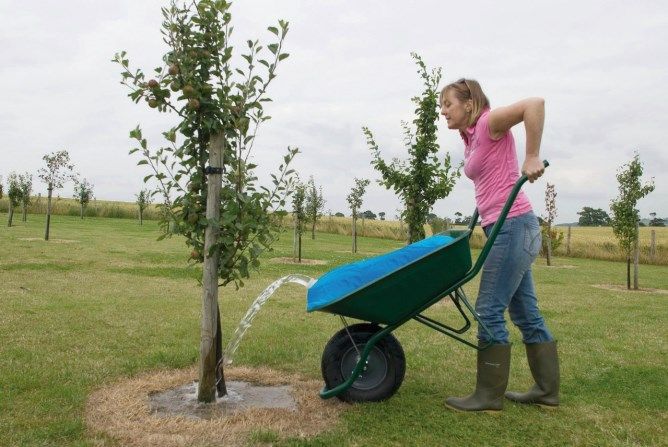 H2goBag - Ideal zum gezielten Gießen von neu gepflanzten Bäumen