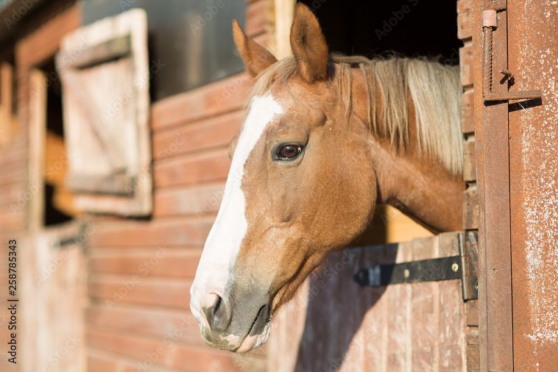 Anwendung Ladenbänder an Pferdestalltür