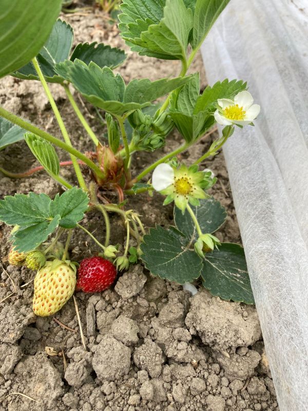 Frühe Ernte dank Frühbeetvlies