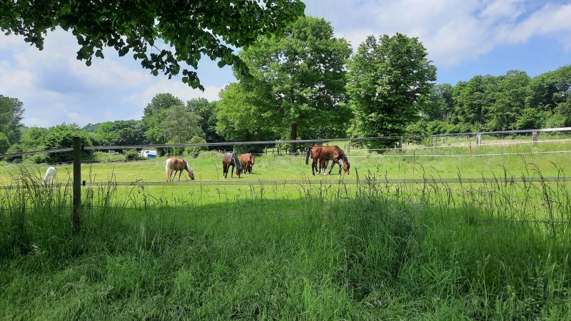 Weidemischung Pferdeweide