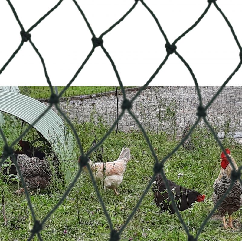 Netz in Verwendung beim Hühnerauslauf